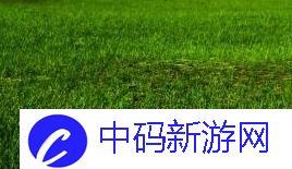 YSLǧɫT9 ŸԹ