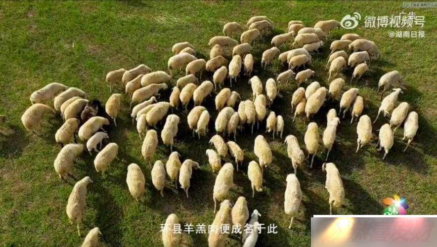 AAAA ëƤ