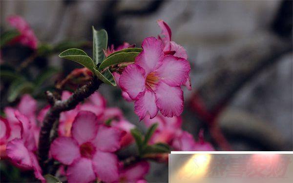 HD2йiPhone69ȼ봴