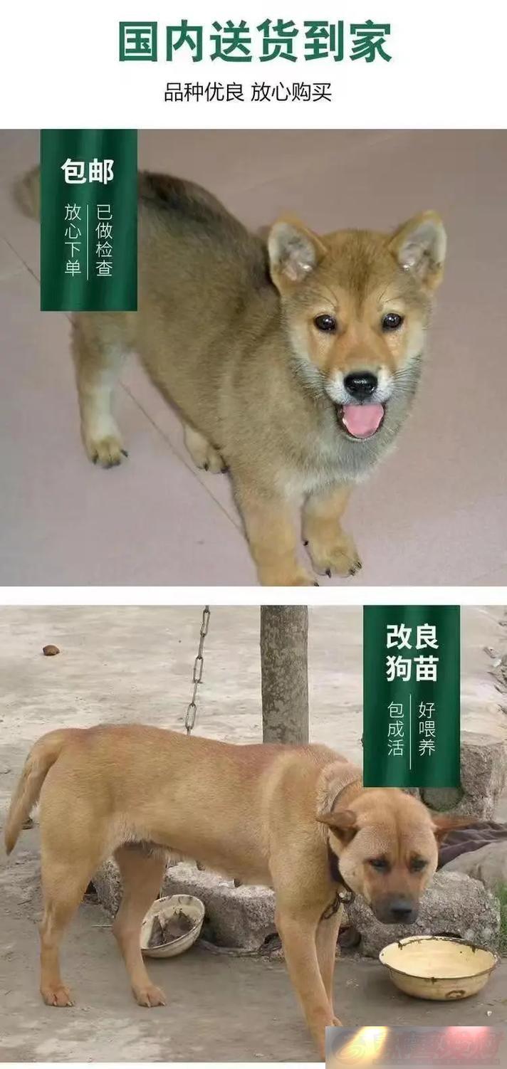 Ǿ⹷׳гռ¶̬