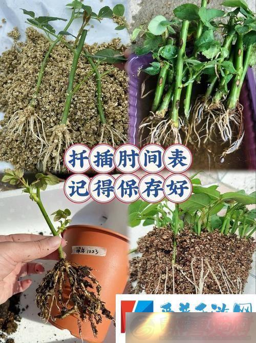 ڴϵ72Ǥ巽